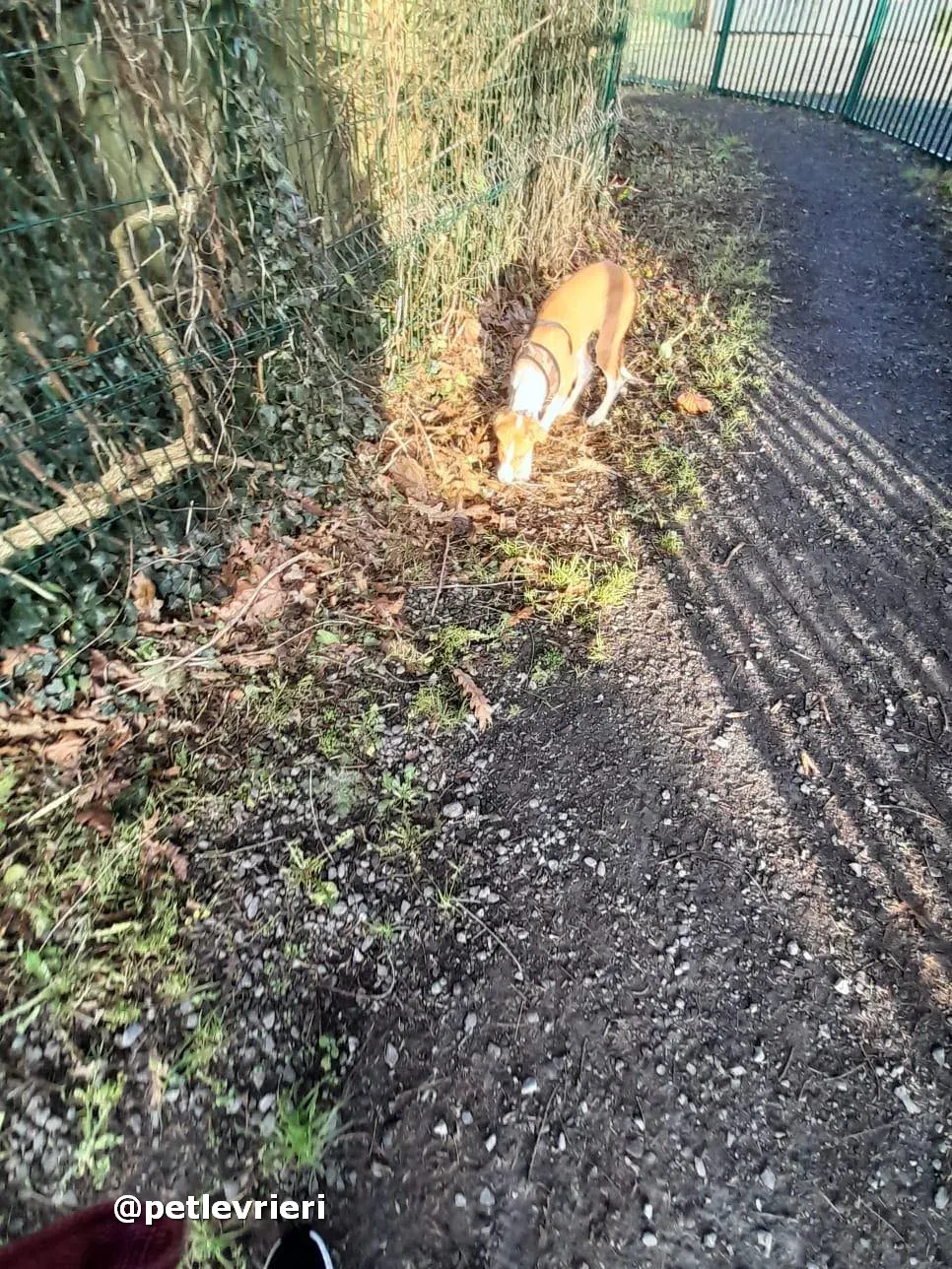 luna adozione lurcher saluki pet levrieri 24