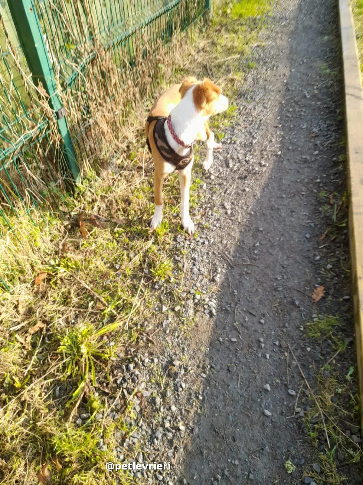 luna adozione lurcher saluki pet levrieri 25