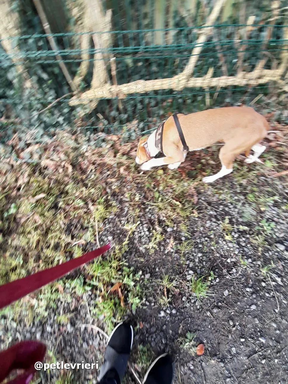 luna adozione lurcher saluki pet levrieri 26