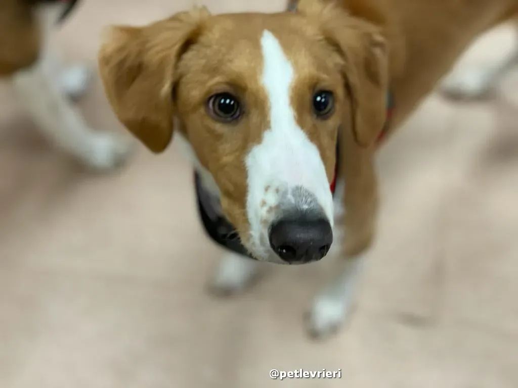 luna adozione lurcher saluki pet levrieri 27 1