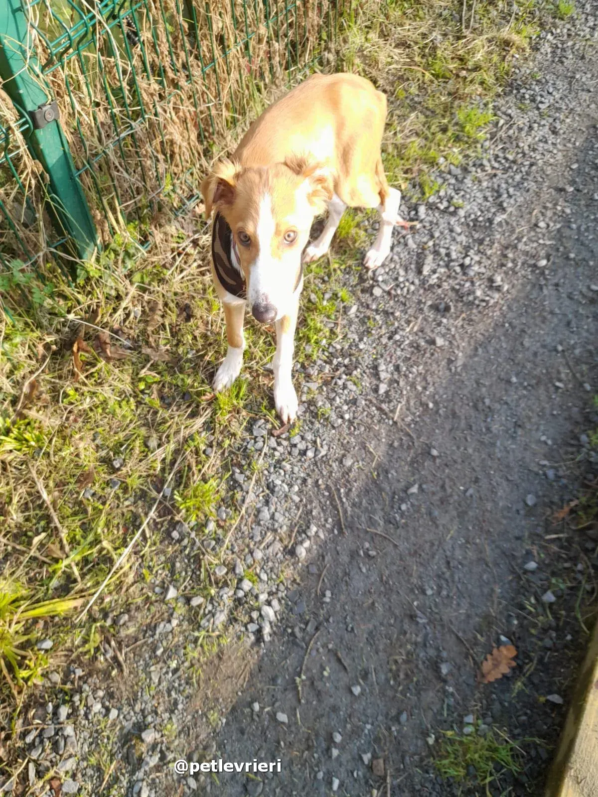 luna adozione lurcher saluki pet levrieri 27
