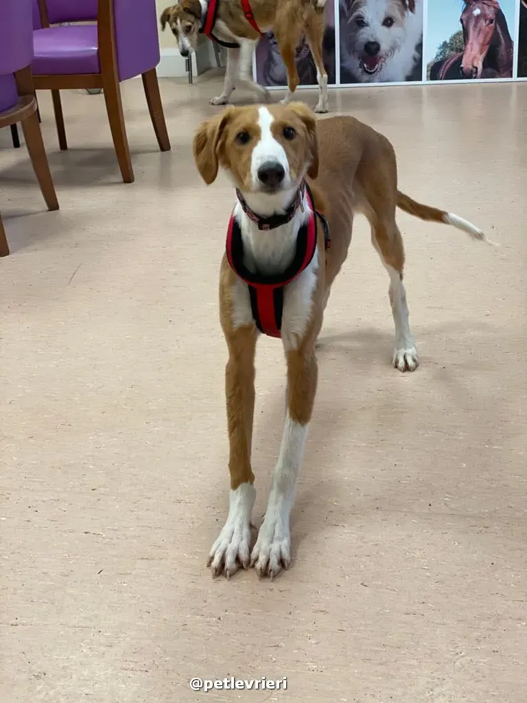 luna adozione lurcher saluki pet levrieri 28 1