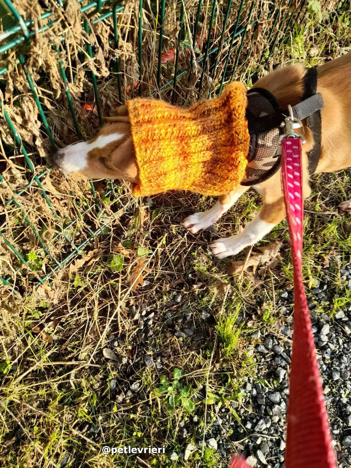 luna adozione lurcher saluki pet levrieri 28