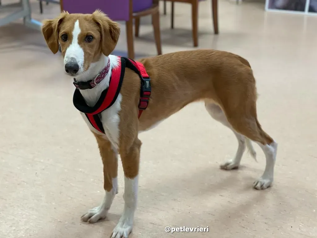 luna adozione lurcher saluki pet levrieri 29