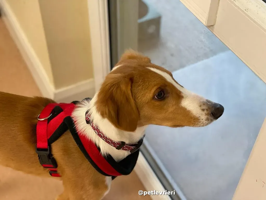 luna adozione lurcher saluki pet levrieri 30