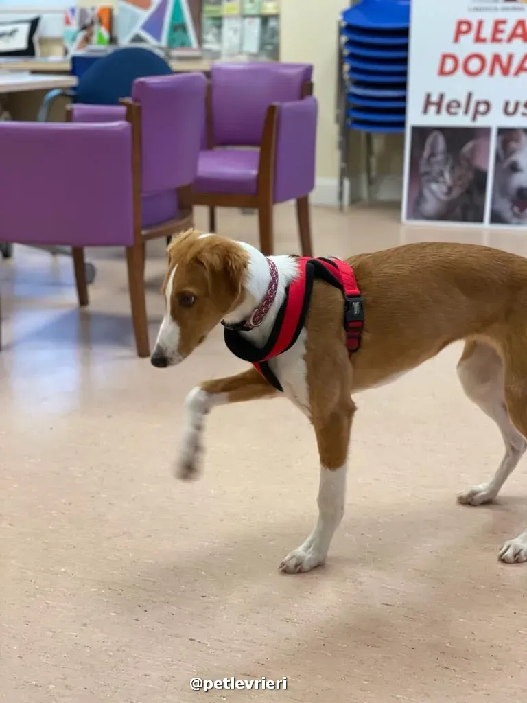 luna adozione lurcher saluki pet levrieri 31