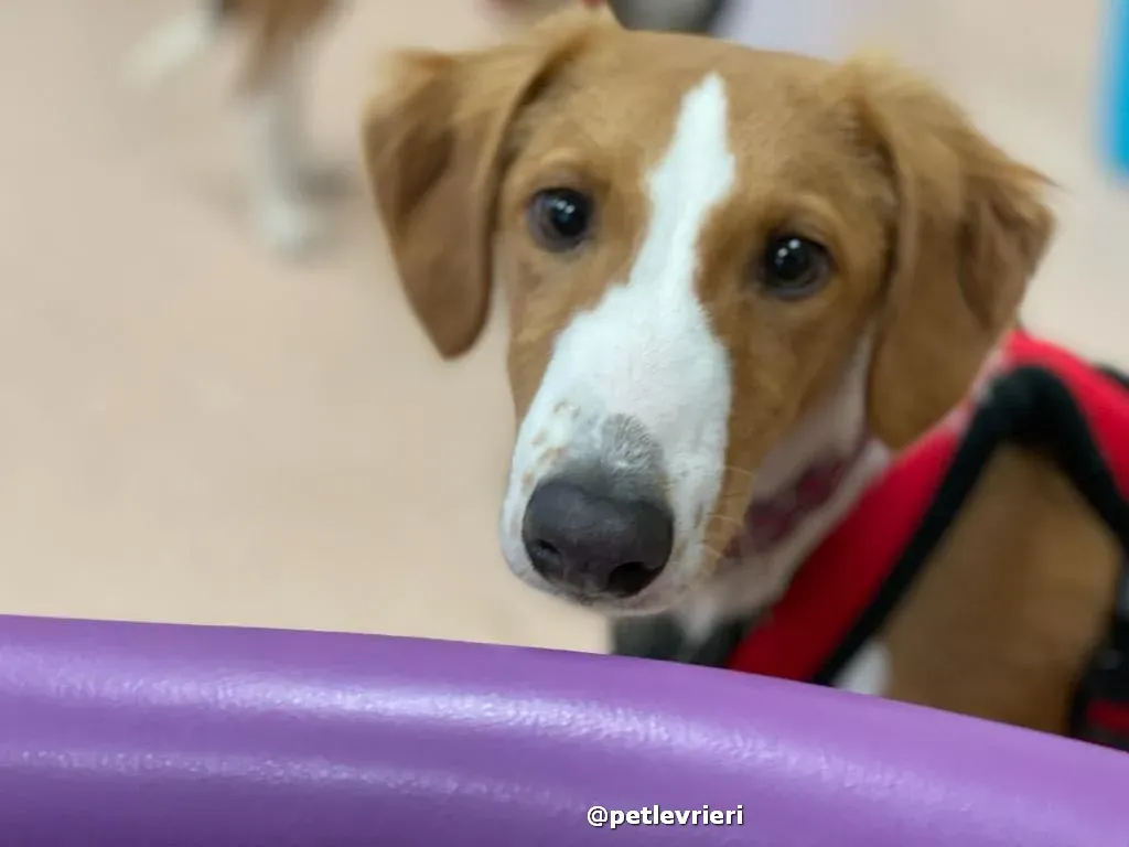 luna adozione lurcher saluki pet levrieri 32