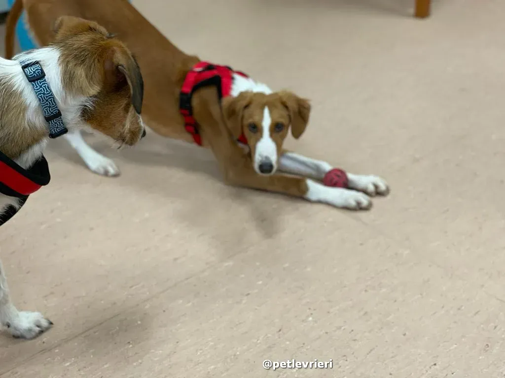 luna adozione lurcher saluki pet levrieri 33