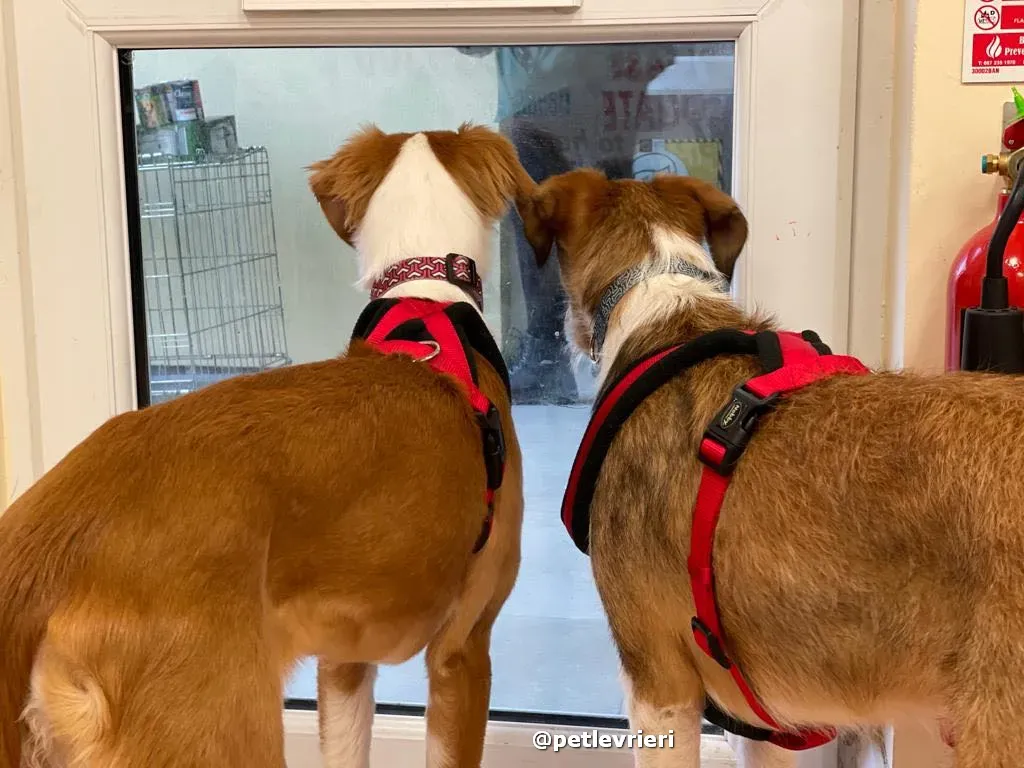 luna adozione lurcher saluki pet levrieri 34