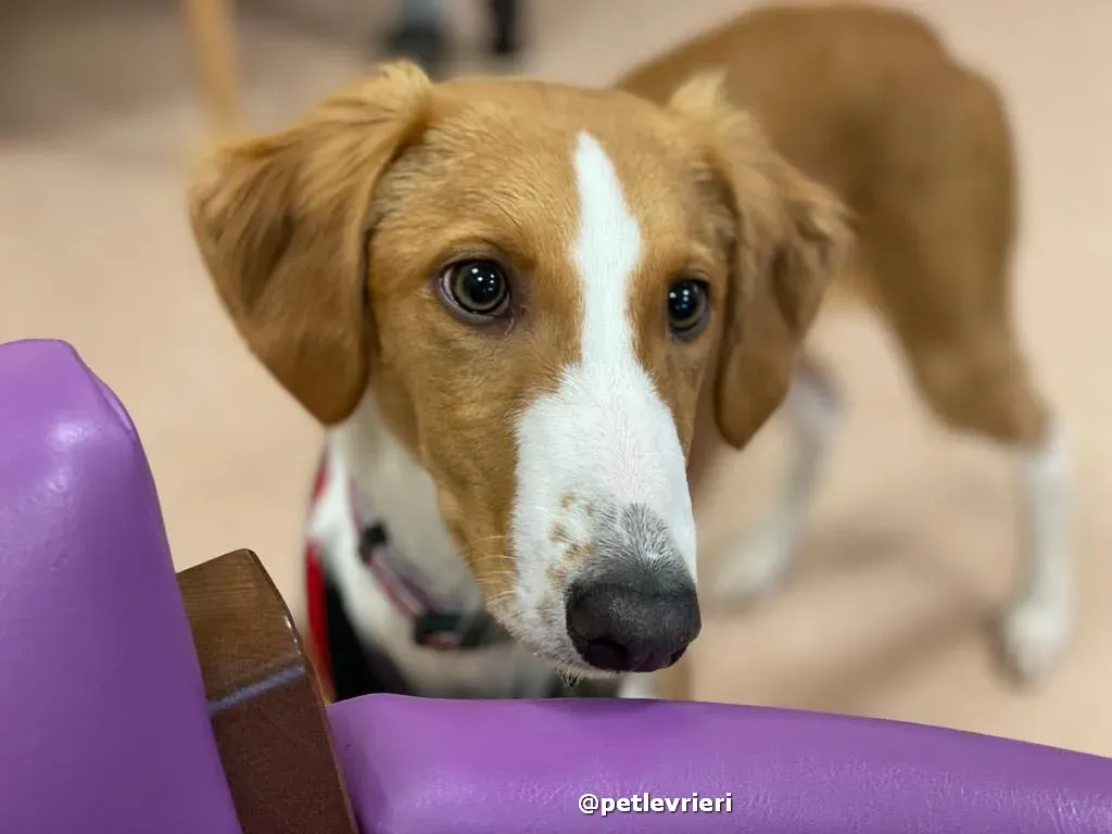 luna adozione lurcher saluki pet levrieri 35