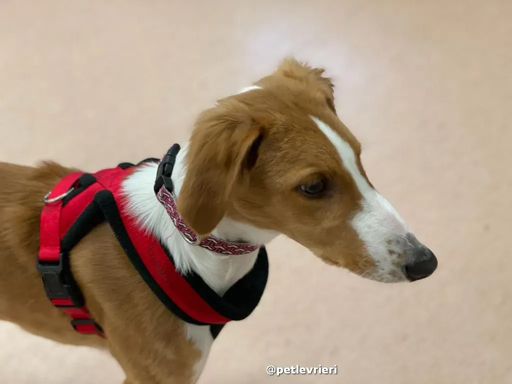 luna adozione lurcher saluki pet levrieri 36