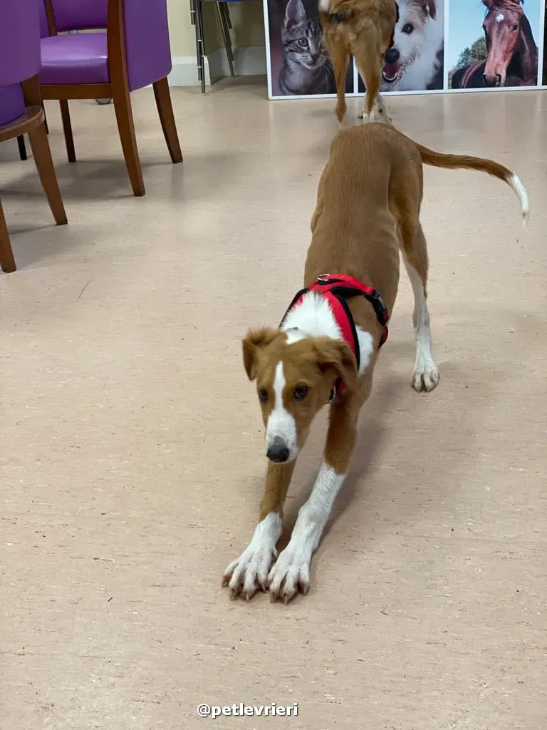 luna adozione lurcher saluki pet levrieri 37