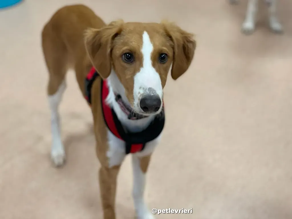 luna adozione lurcher saluki pet levrieri 38