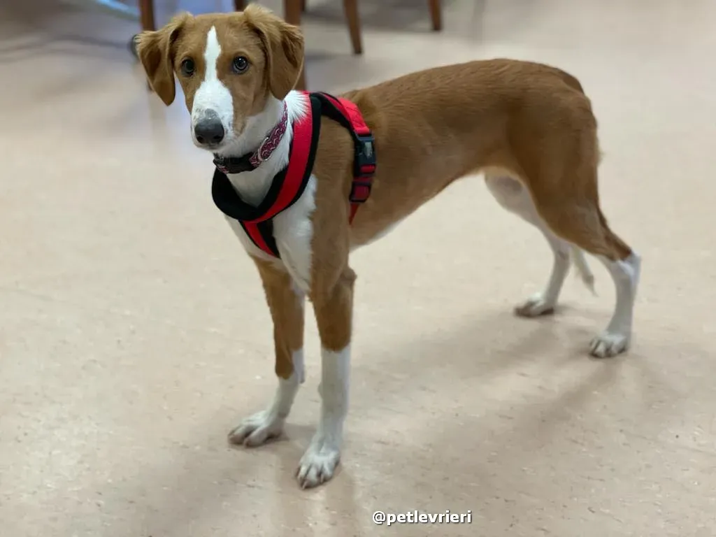 luna adozione lurcher saluki pet levrieri 39