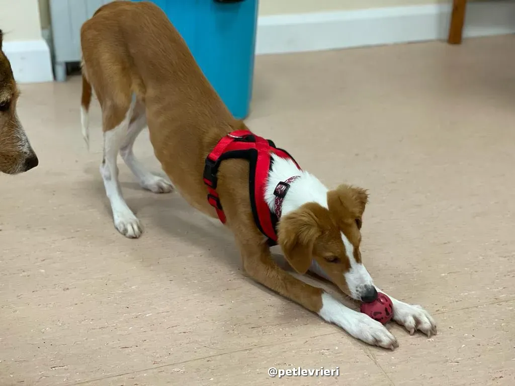 luna adozione lurcher saluki pet levrieri 40