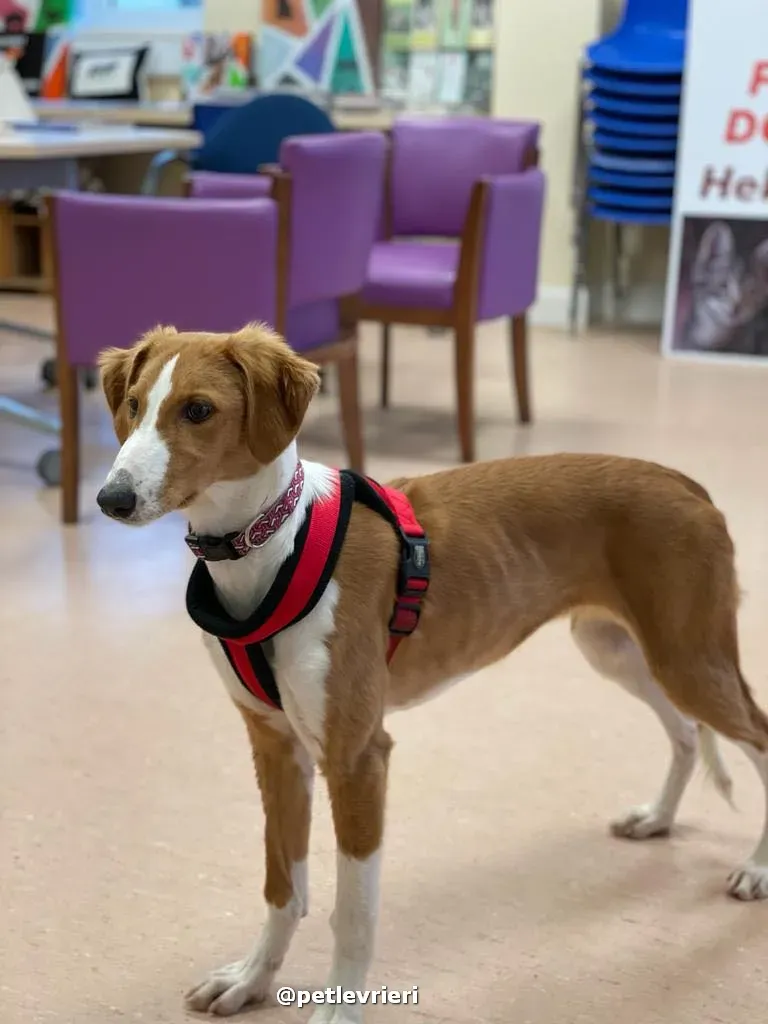 luna adozione lurcher saluki pet levrieri 41