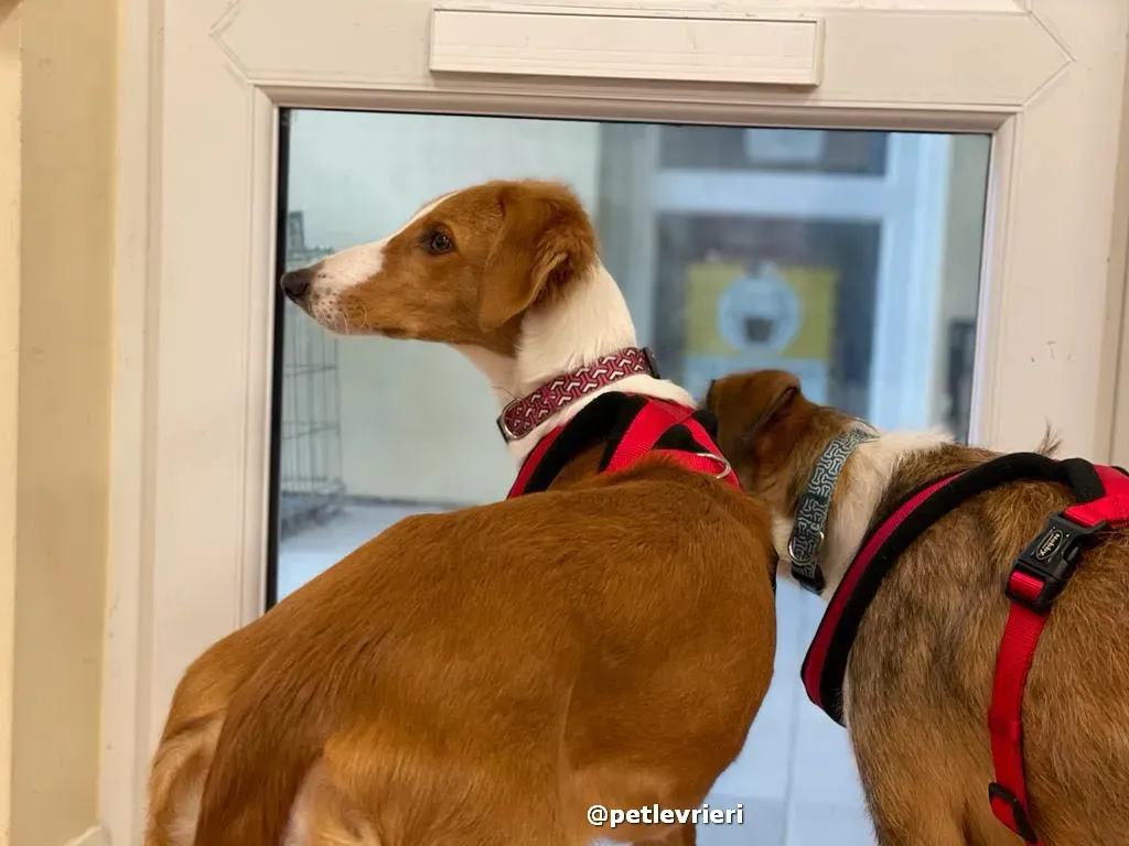 luna adozione lurcher saluki pet levrieri 42