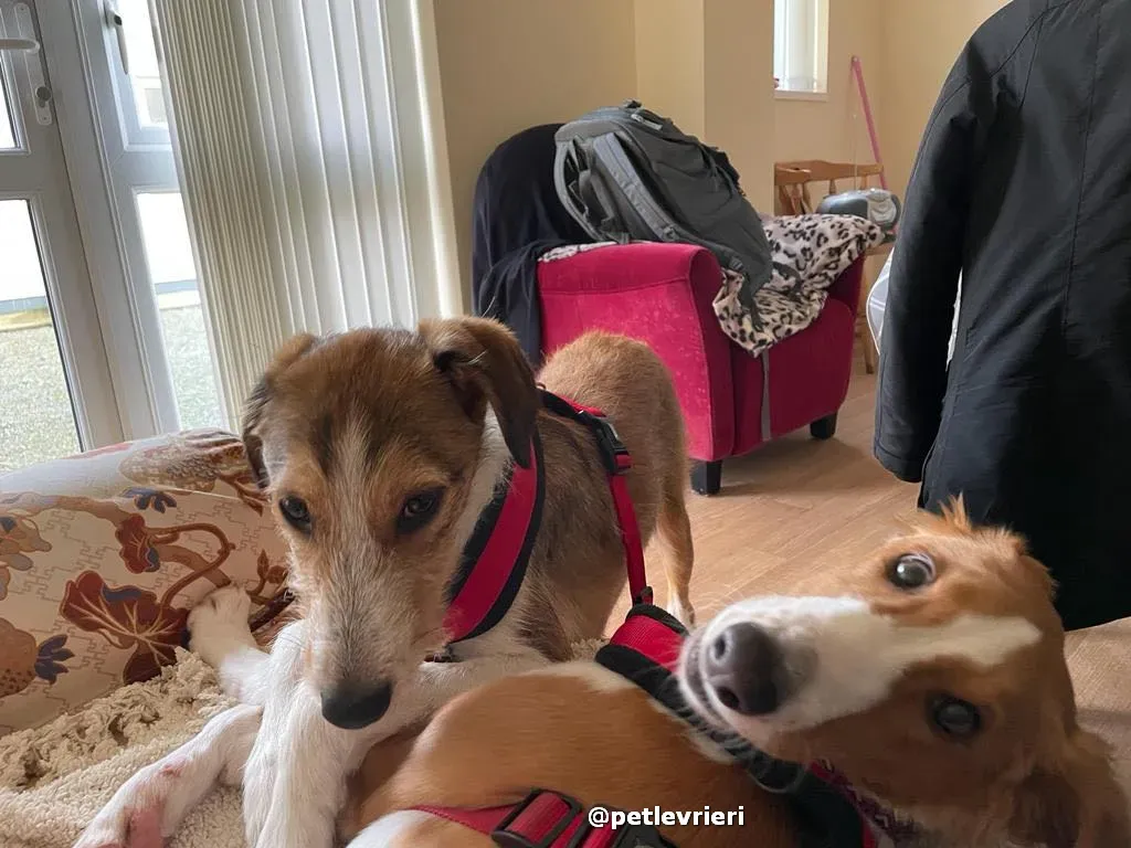 luna adozione lurcher saluki pet levrieri 43