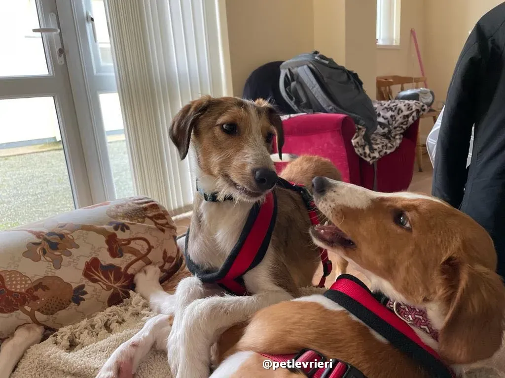 luna adozione lurcher saluki pet levrieri 44