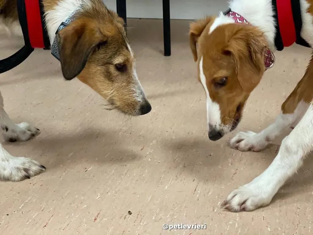 luna adozione lurcher saluki pet levrieri 45