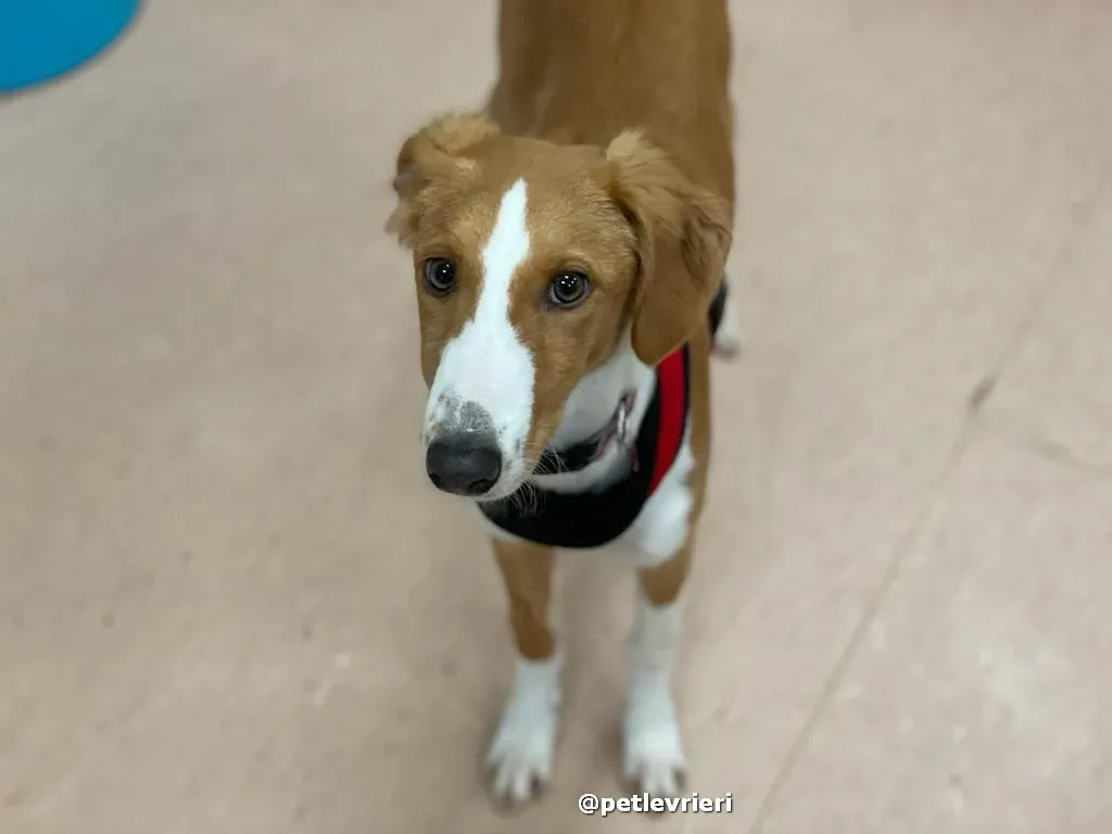 luna adozione lurcher saluki pet levrieri 46