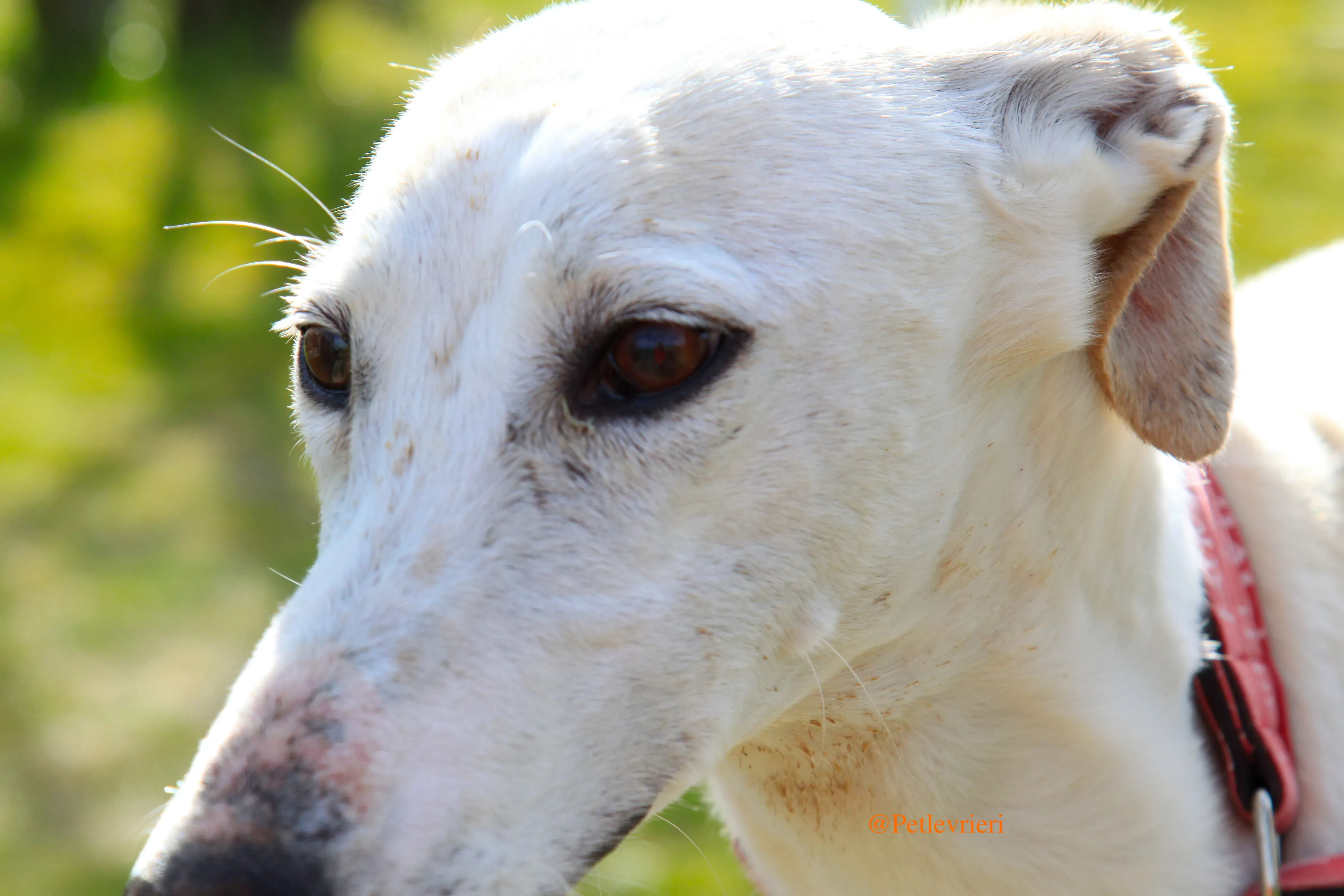 luna adozioni levrieri galgo 1