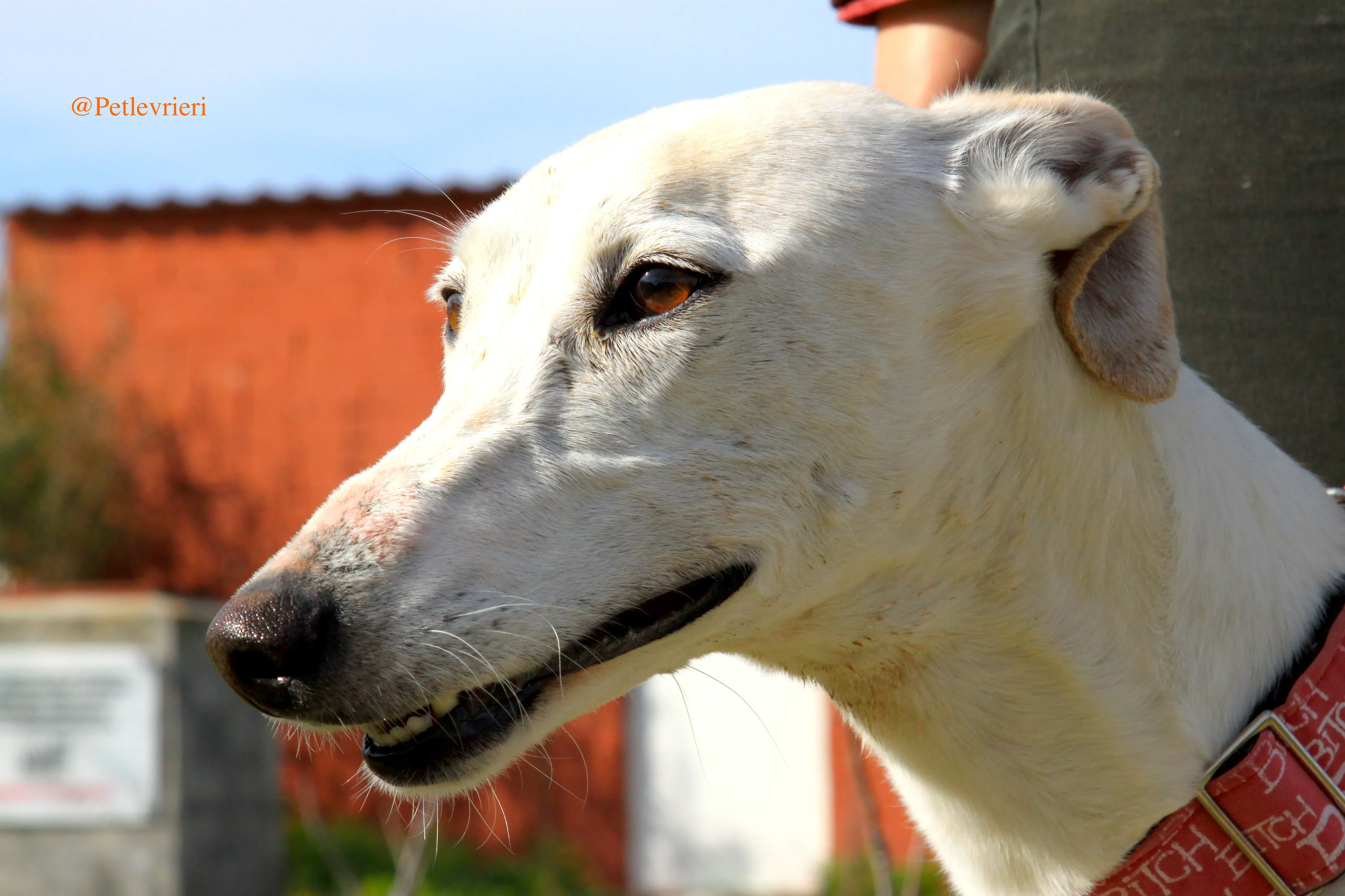 luna adozioni levrieri galgo 10