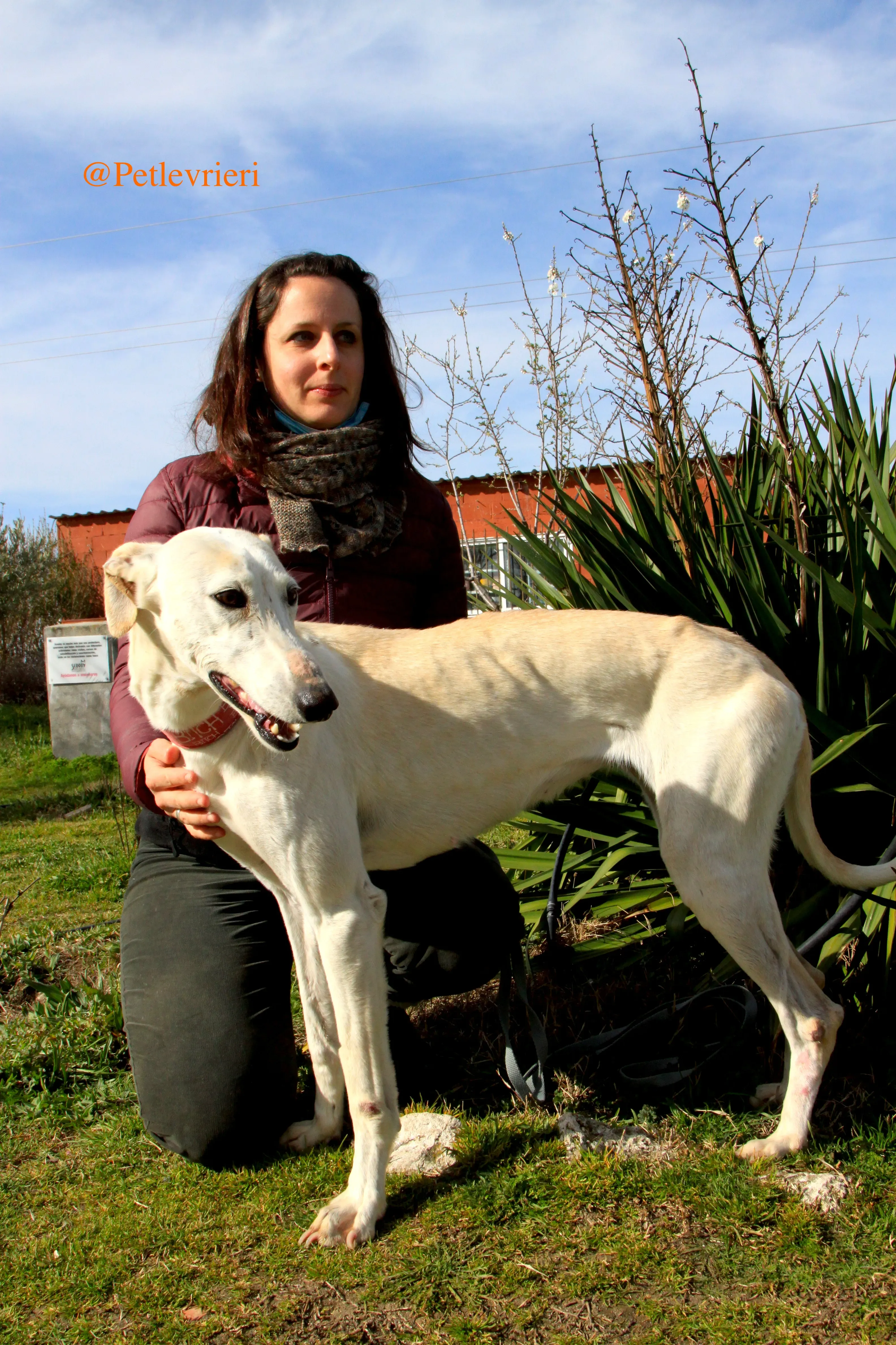 luna adozioni levrieri galgo 11