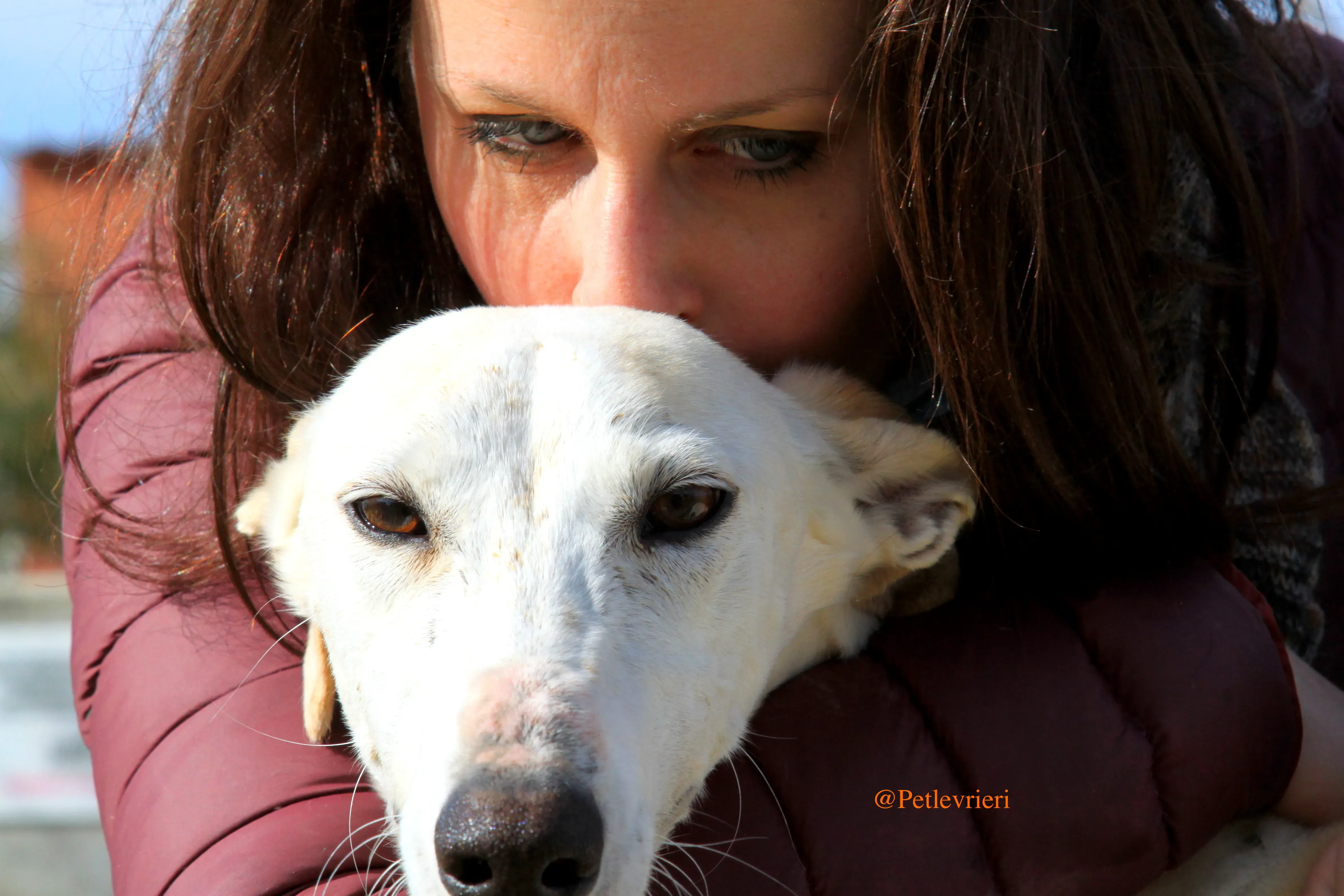 luna adozioni levrieri galgo 12