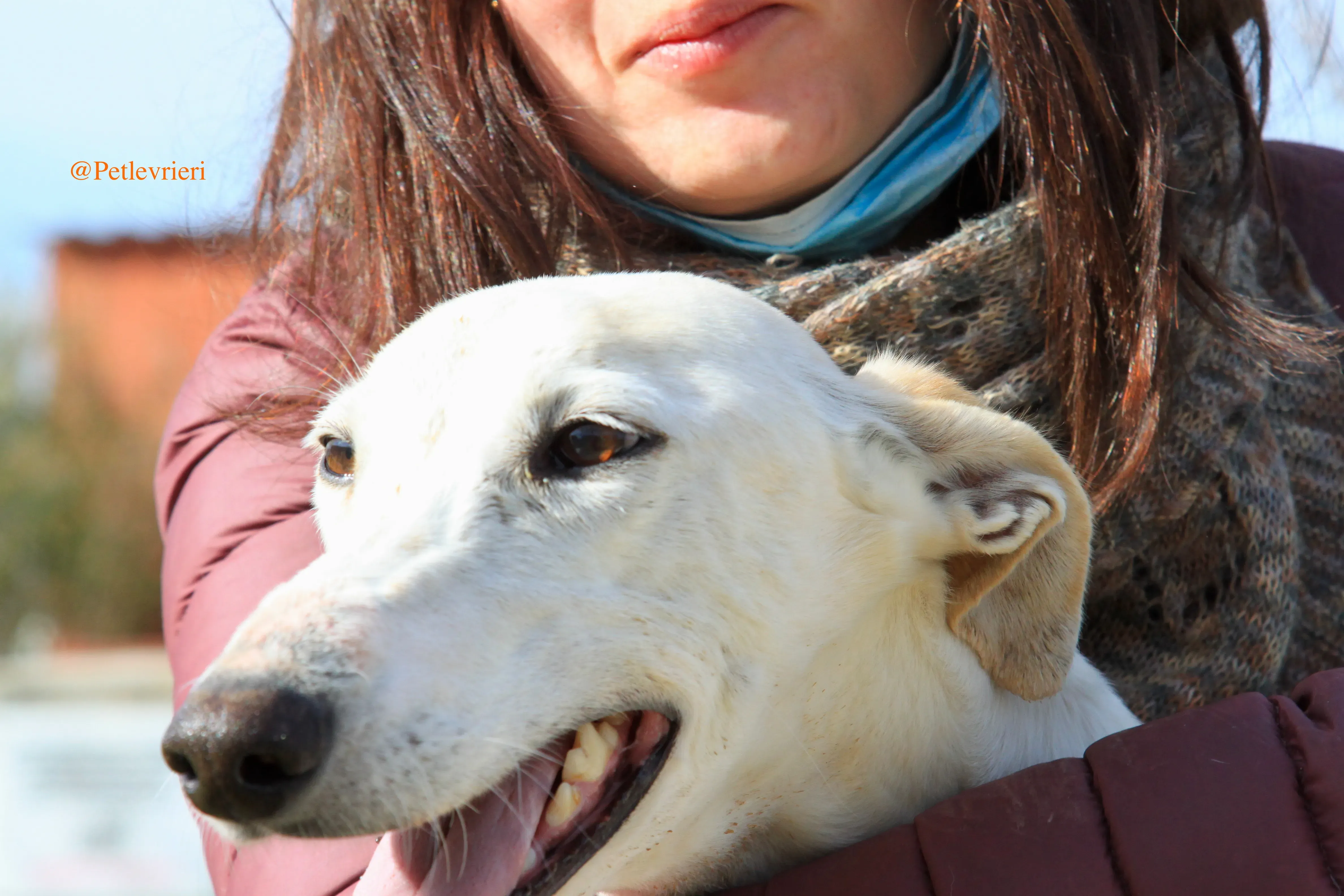 luna adozioni levrieri galgo 13