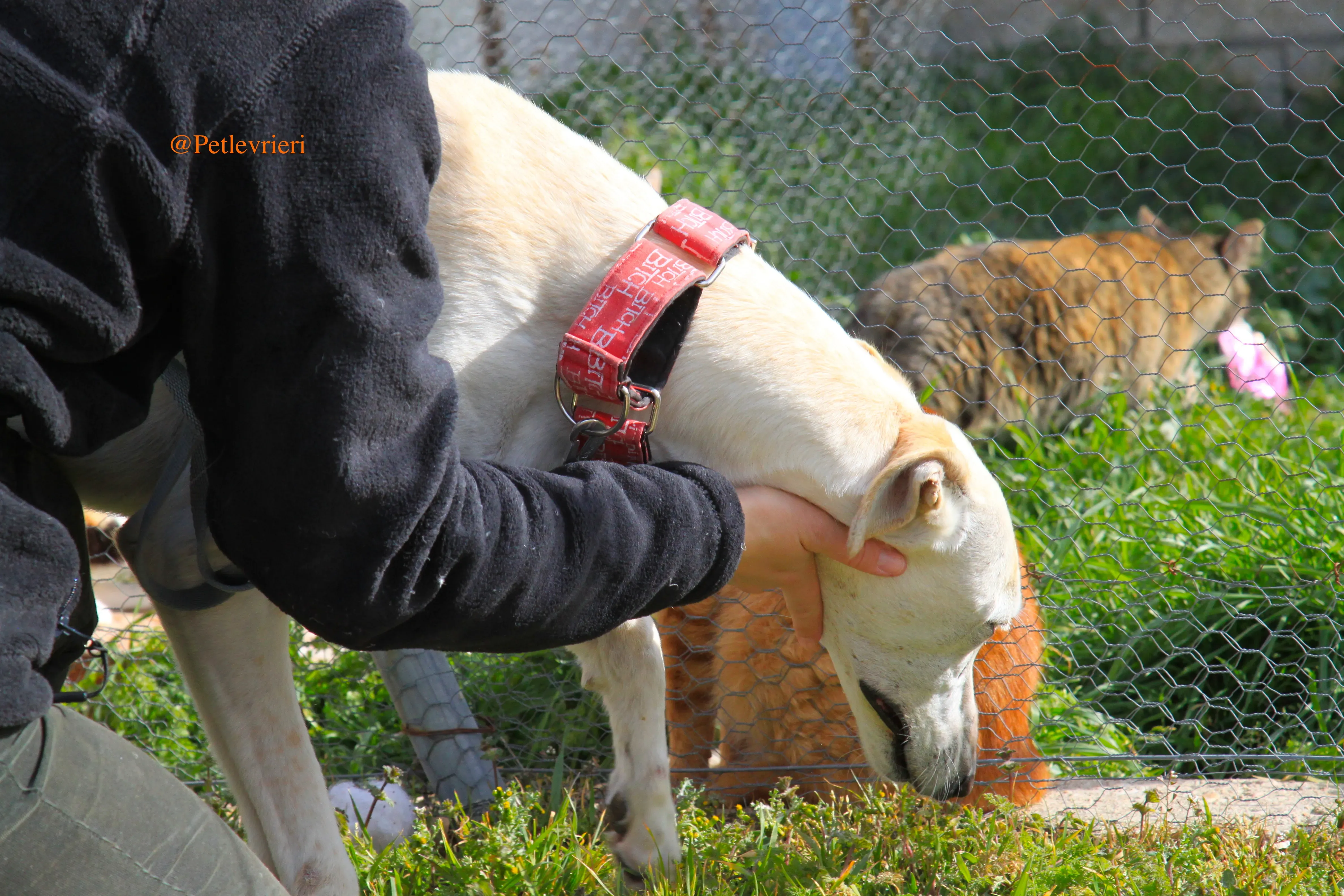 luna adozioni levrieri galgo 14