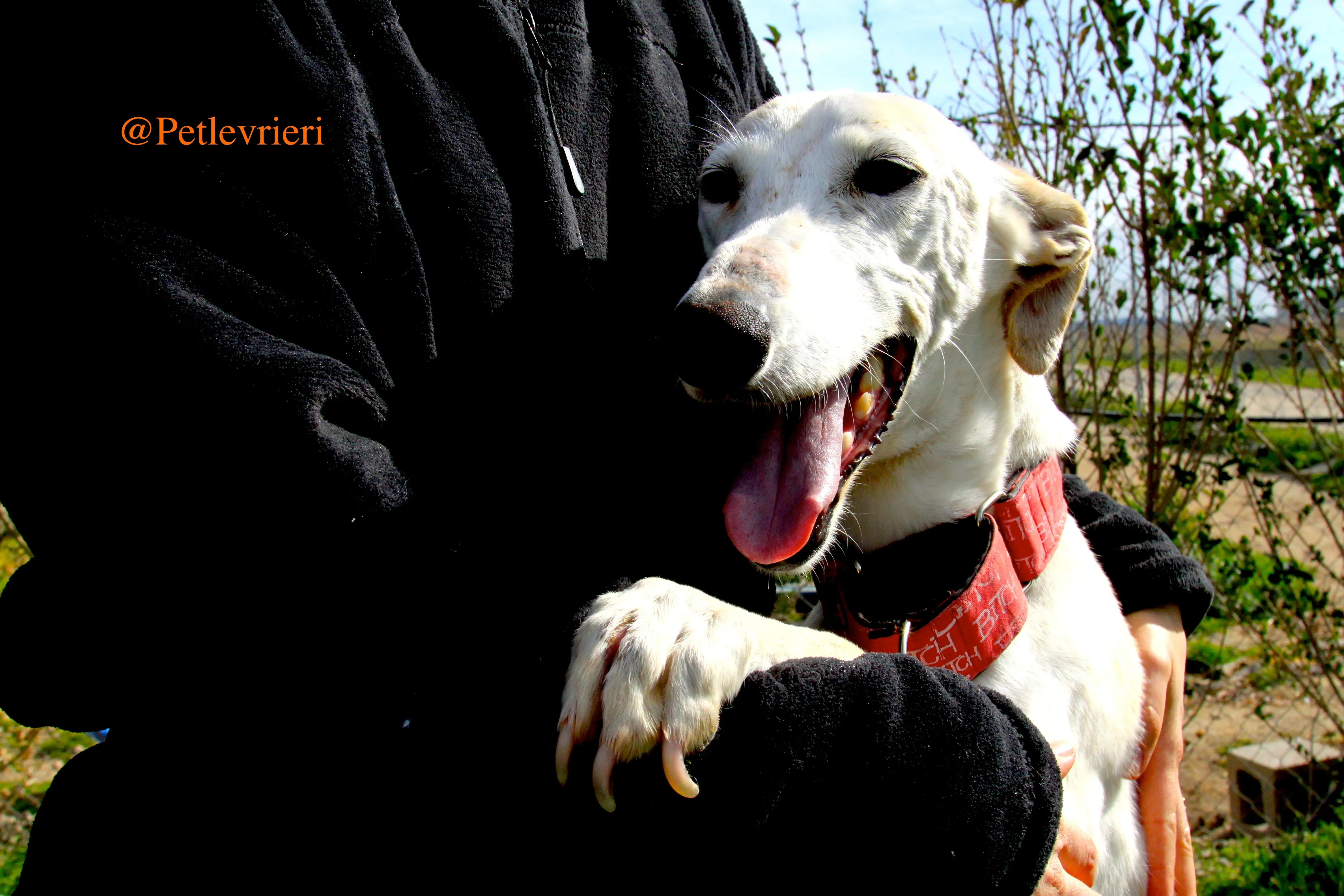 luna adozioni levrieri galgo 17