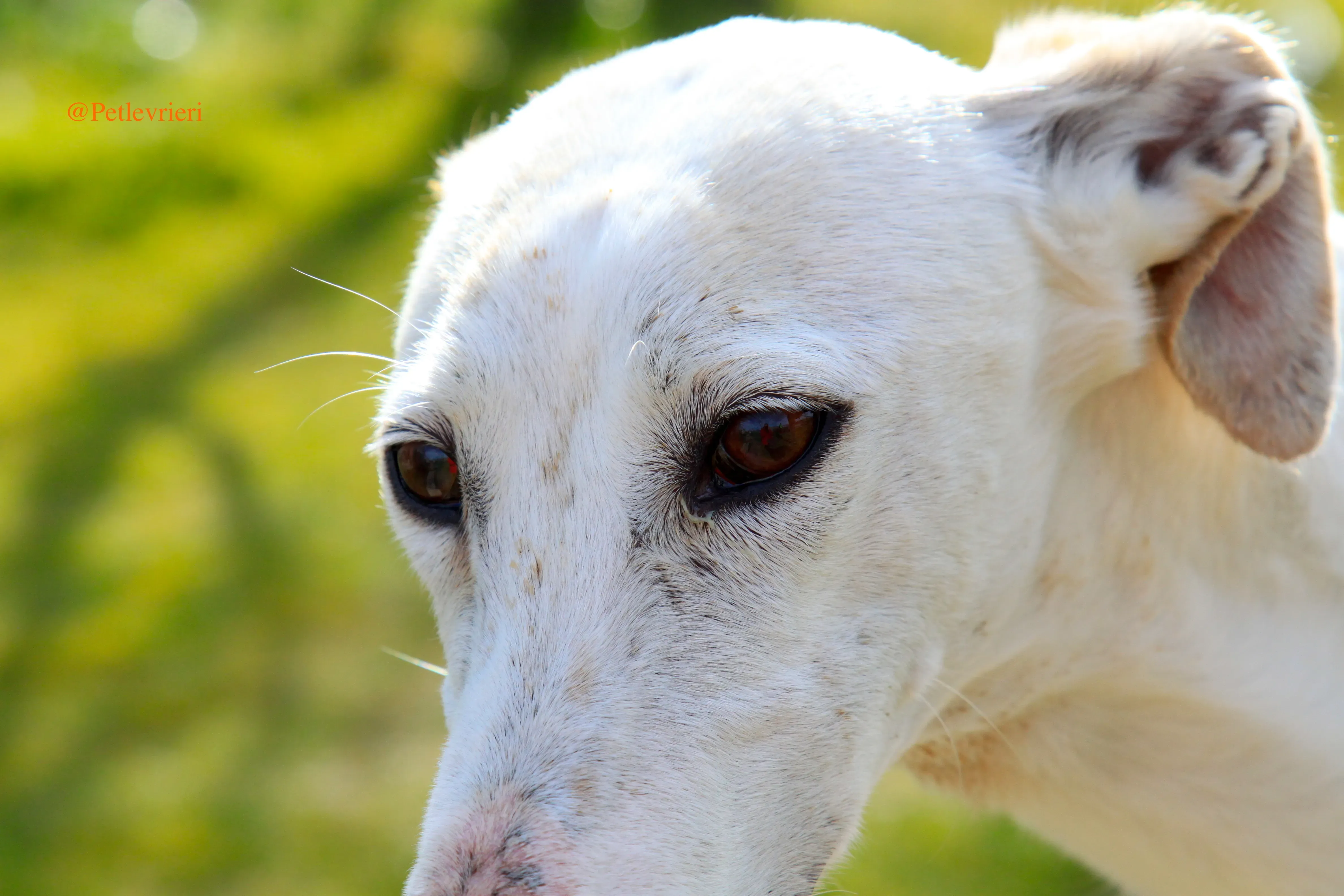 luna adozioni levrieri galgo 2