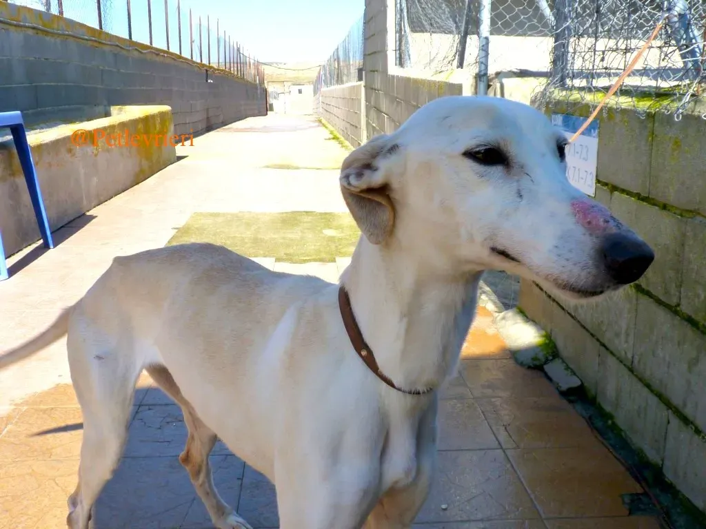 luna adozioni levrieri galgo 20
