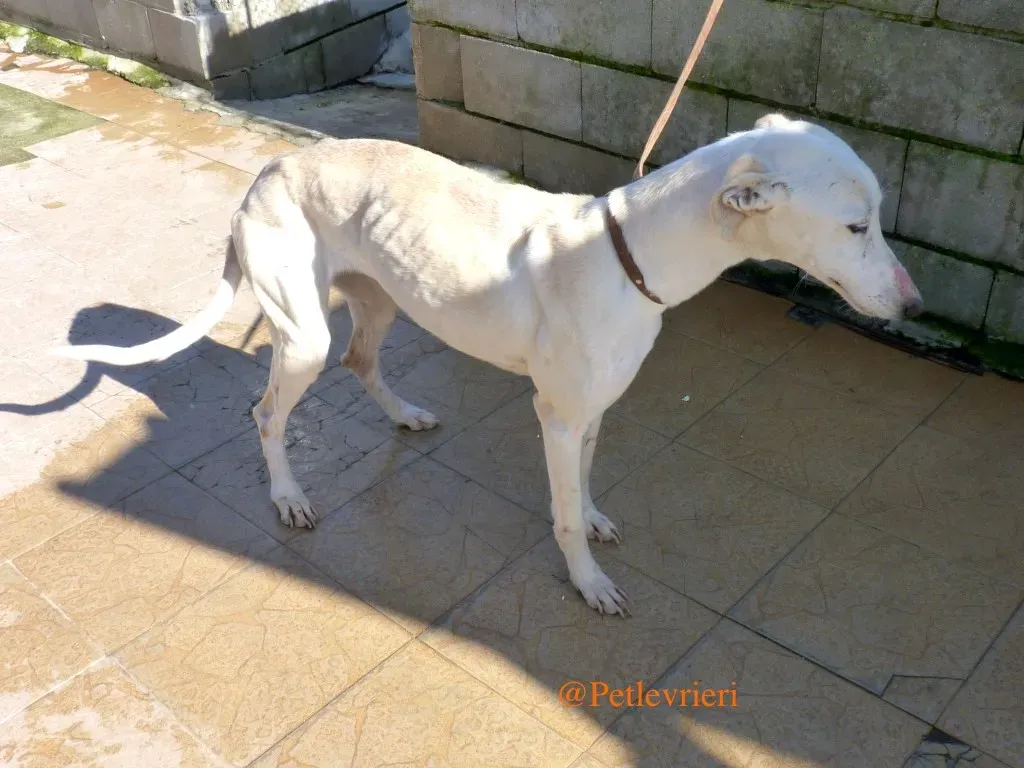 luna adozioni levrieri galgo 21