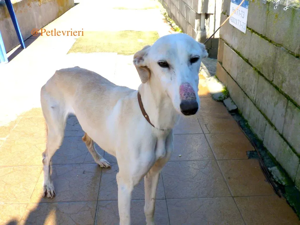 luna adozioni levrieri galgo 22