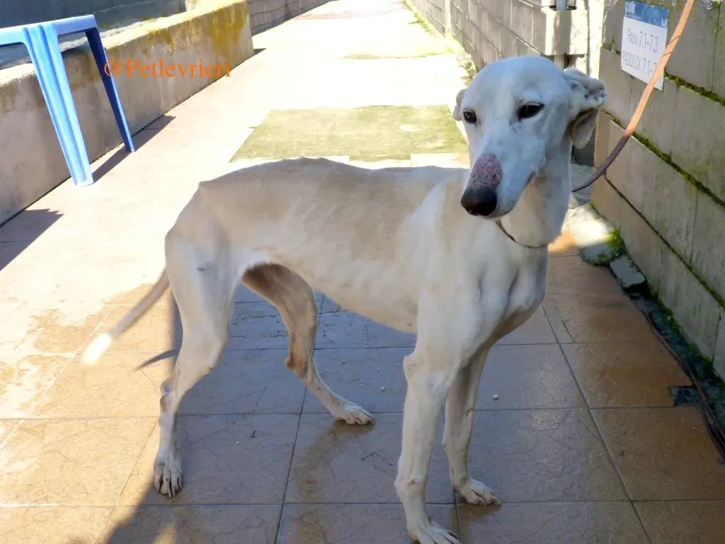 luna adozioni levrieri galgo 23