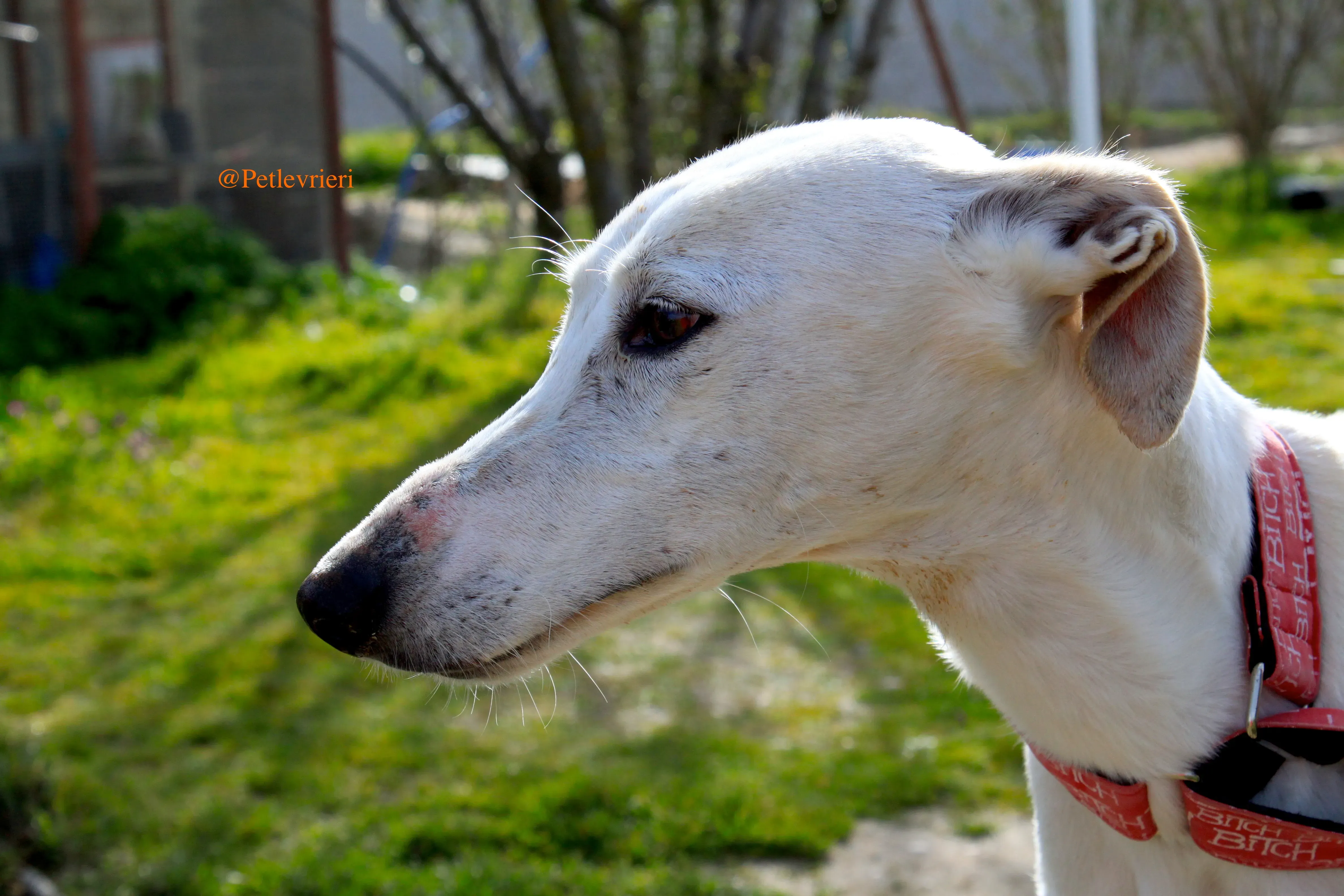 luna adozioni levrieri galgo 3