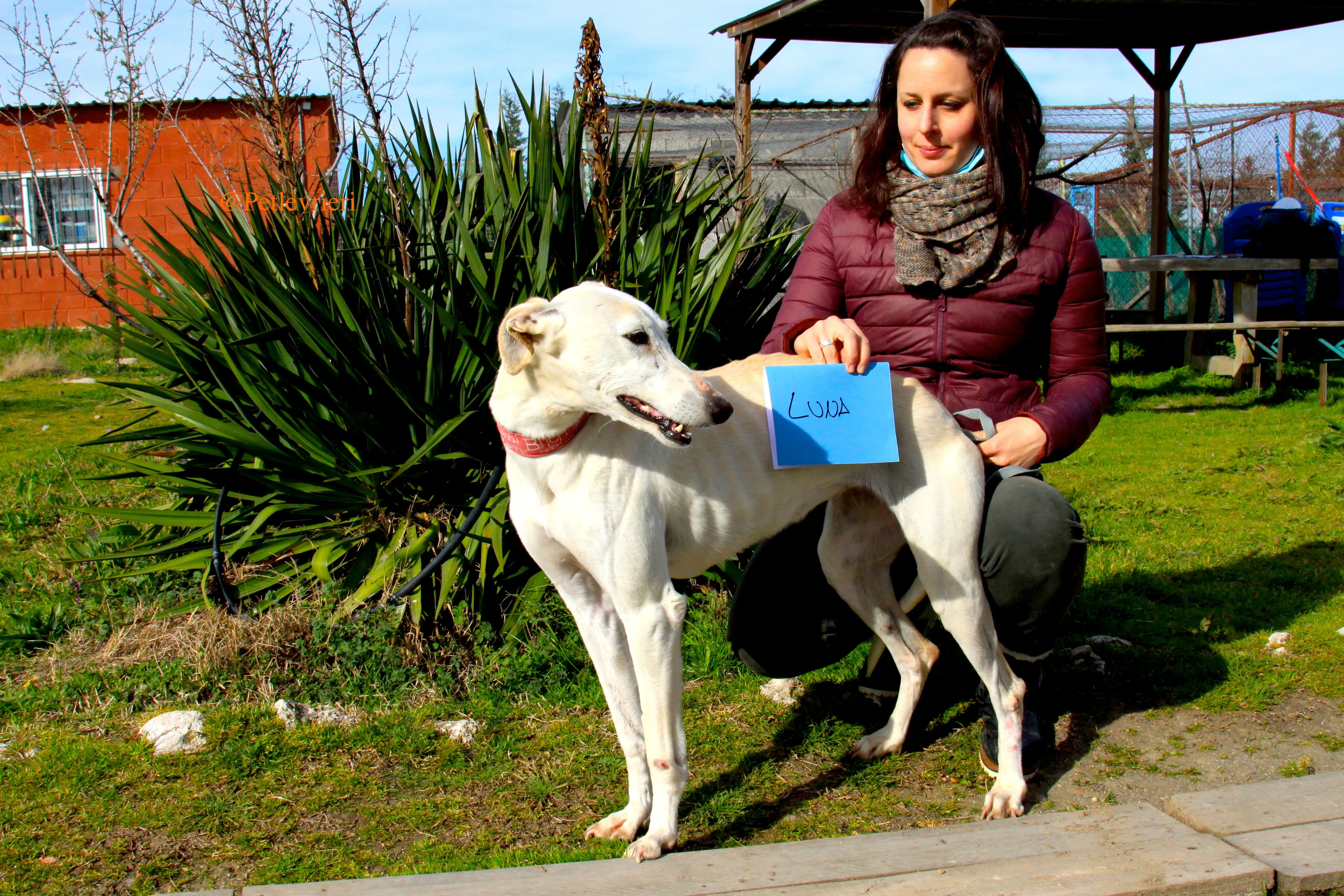 luna adozioni levrieri galgo 5