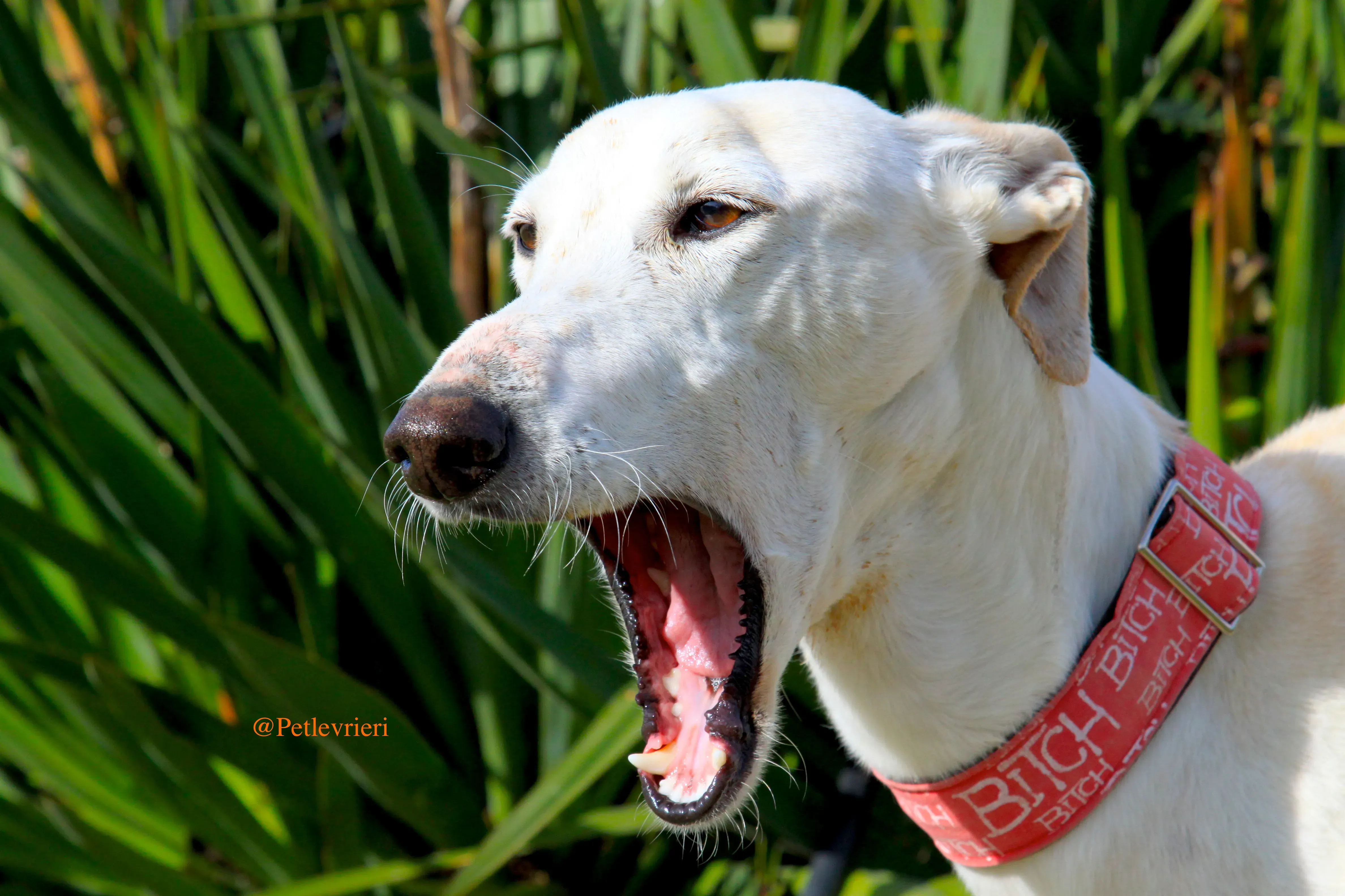 luna adozioni levrieri galgo 6
