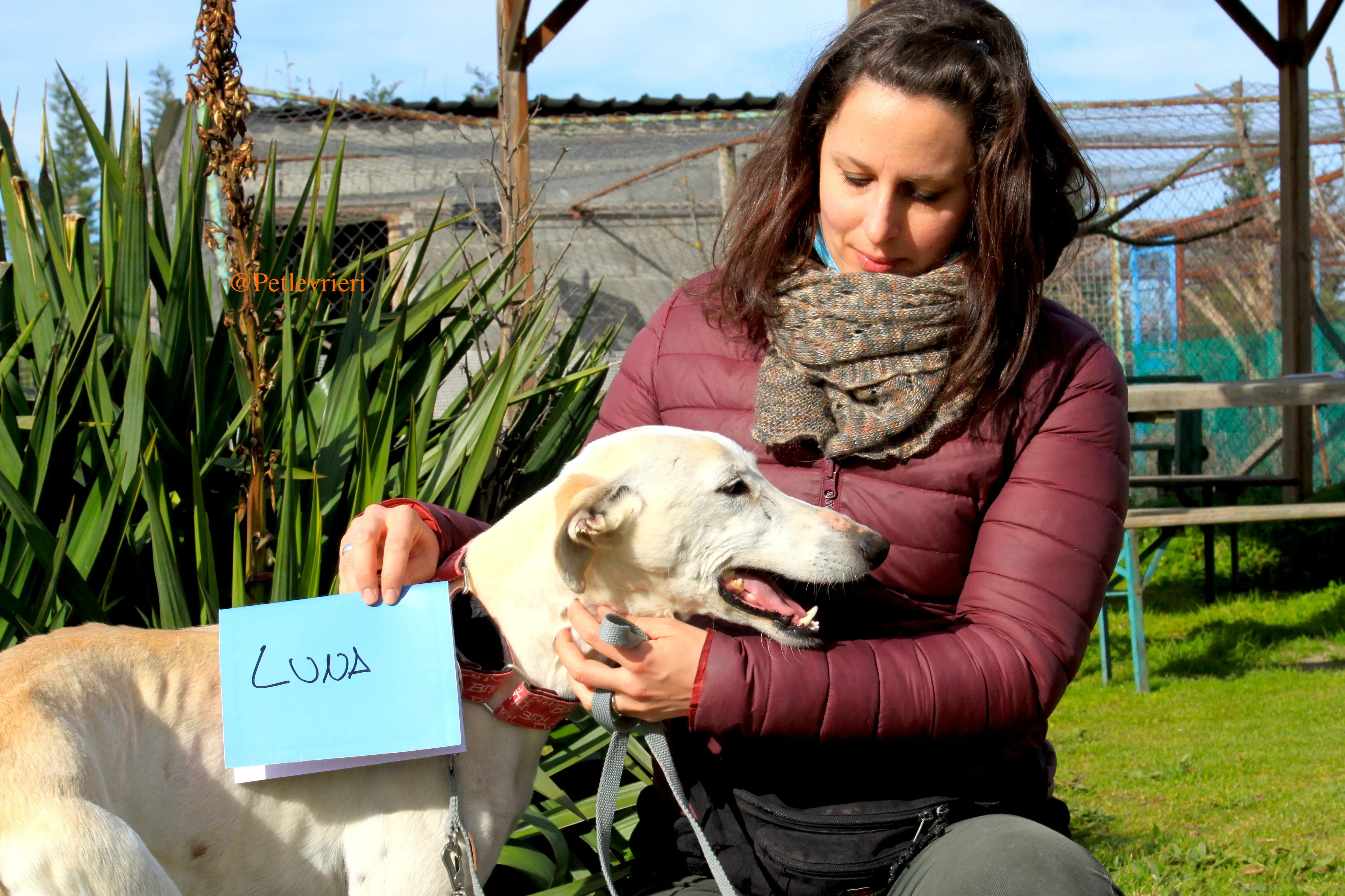 luna adozioni levrieri galgo 8