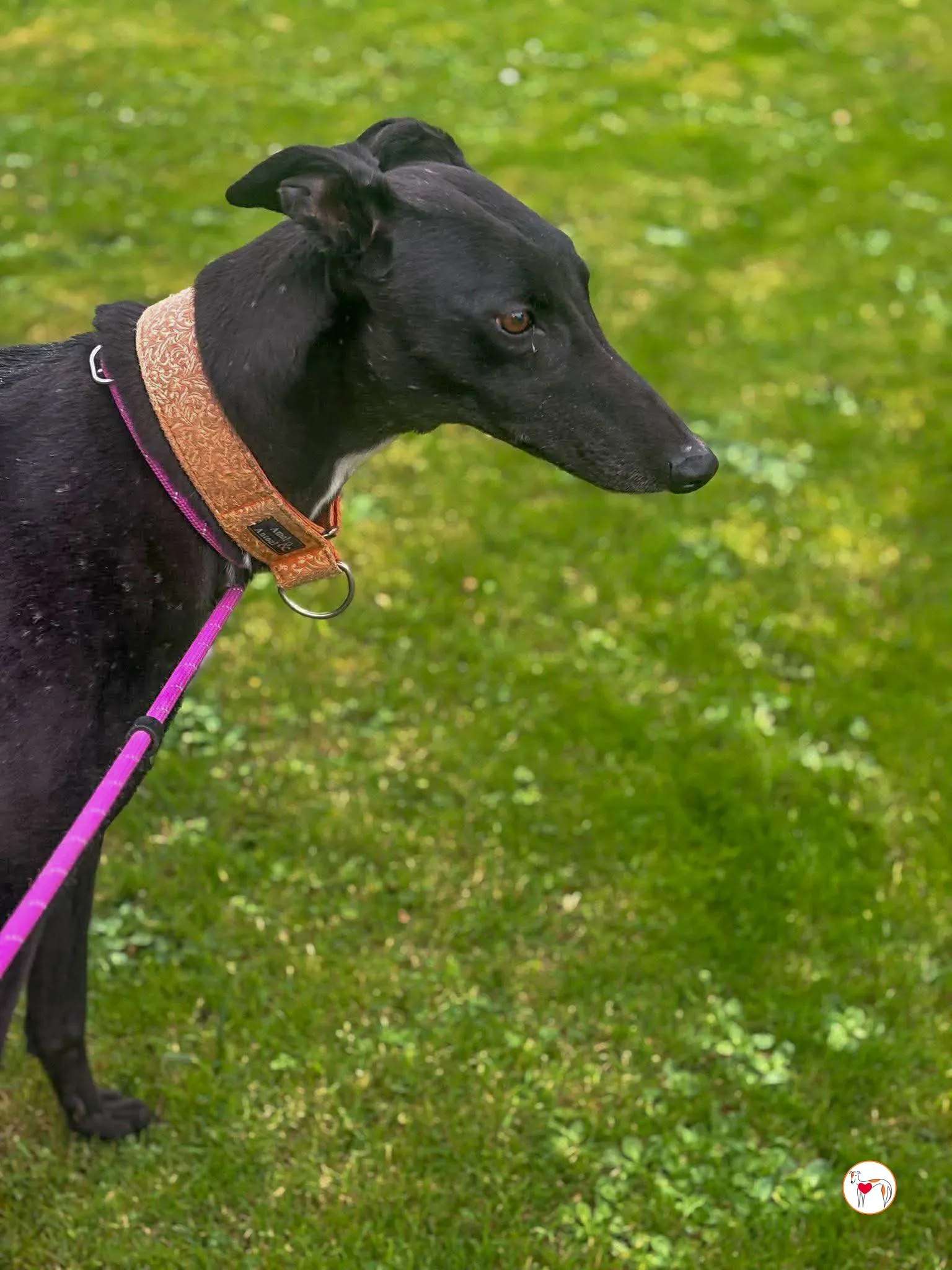 luna grey adozione 1