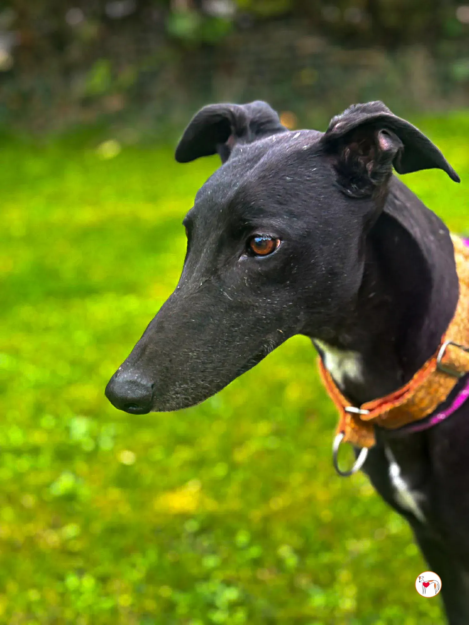 luna grey adozione 2