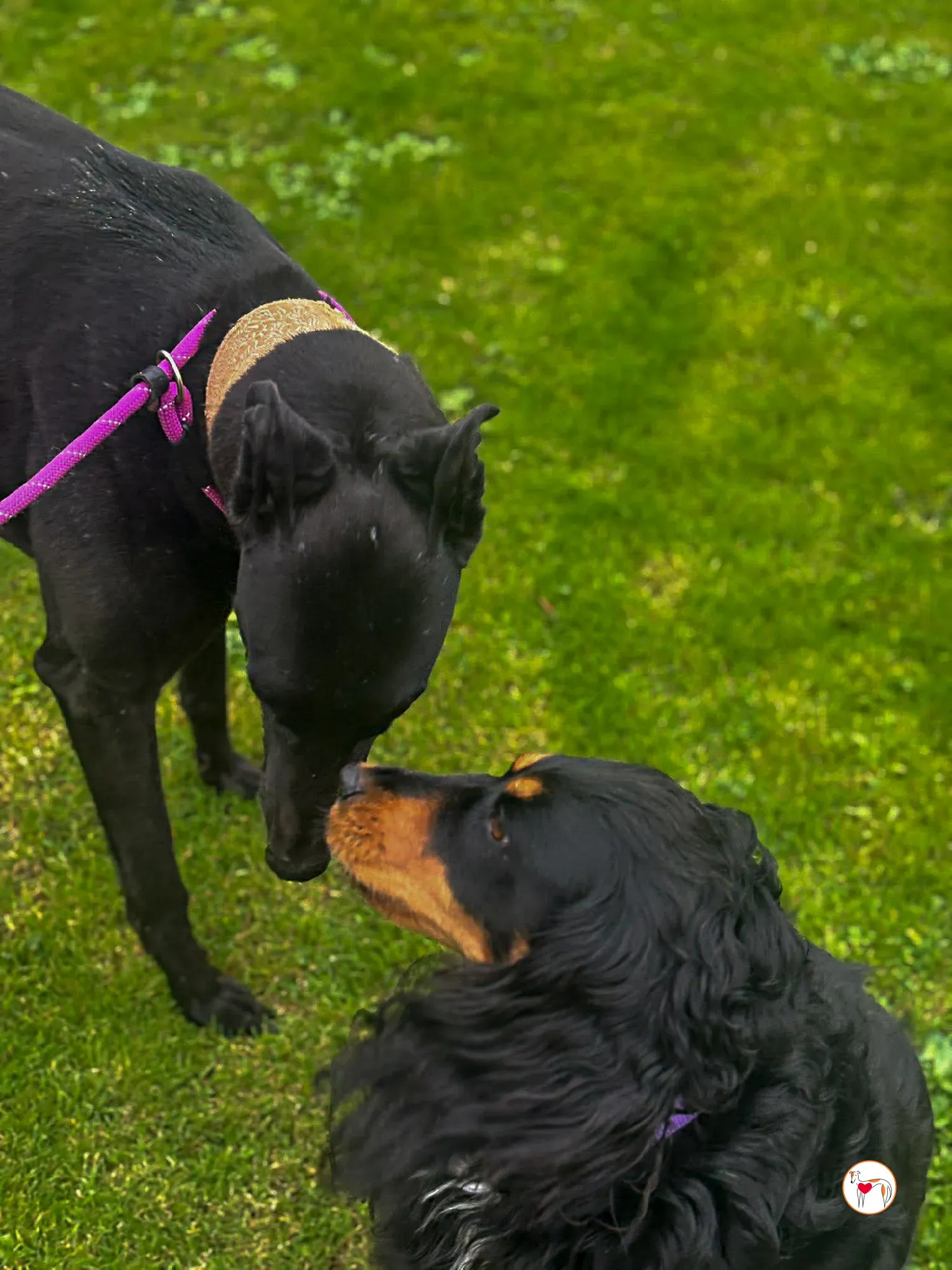 luna grey adozione 3