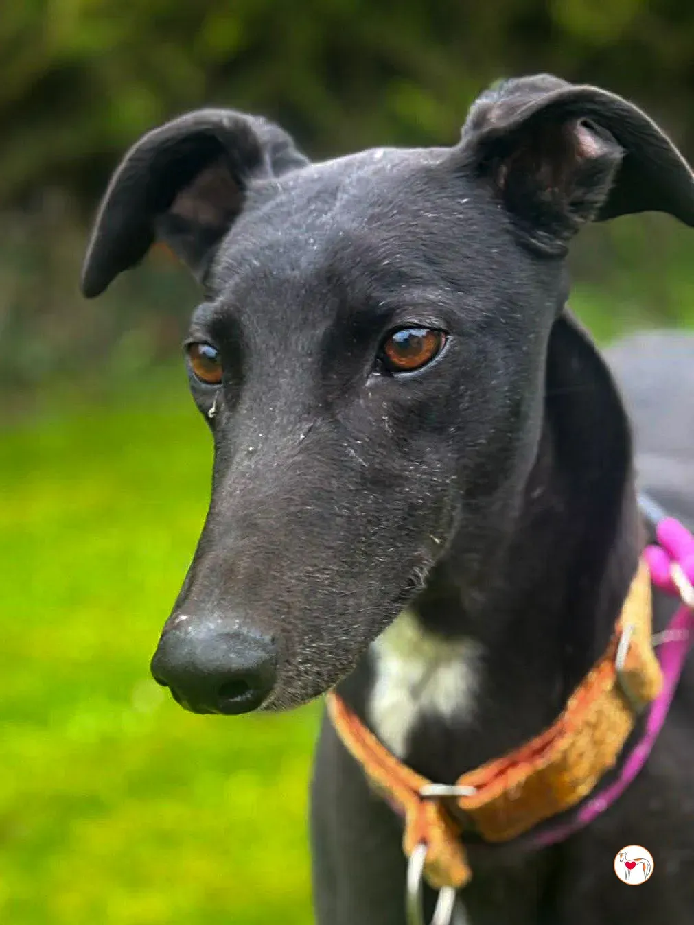 luna grey adozione 4