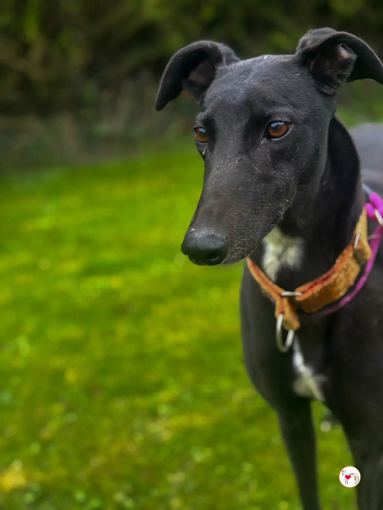 luna grey adozione 5