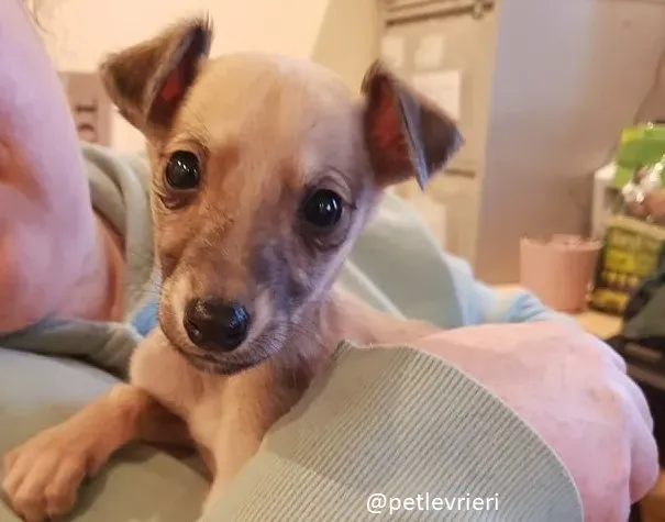 lurcher cucciola adozione 10