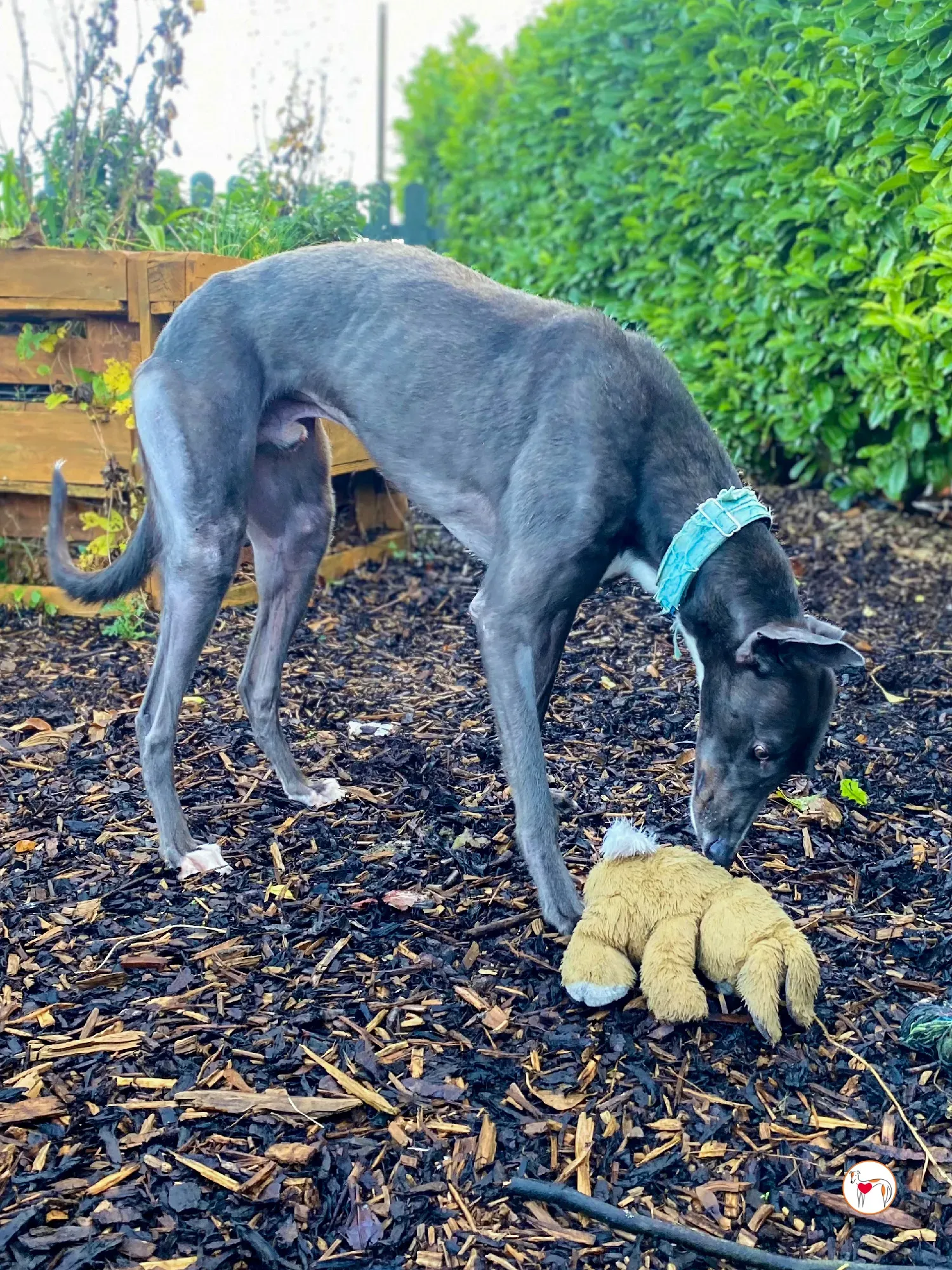 lyles grey adozione 01