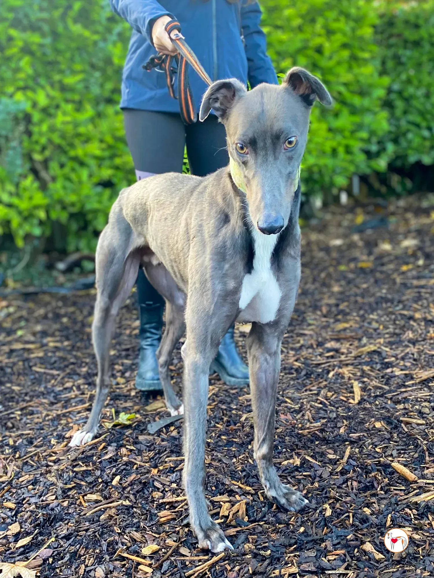 lyles grey adozione 02