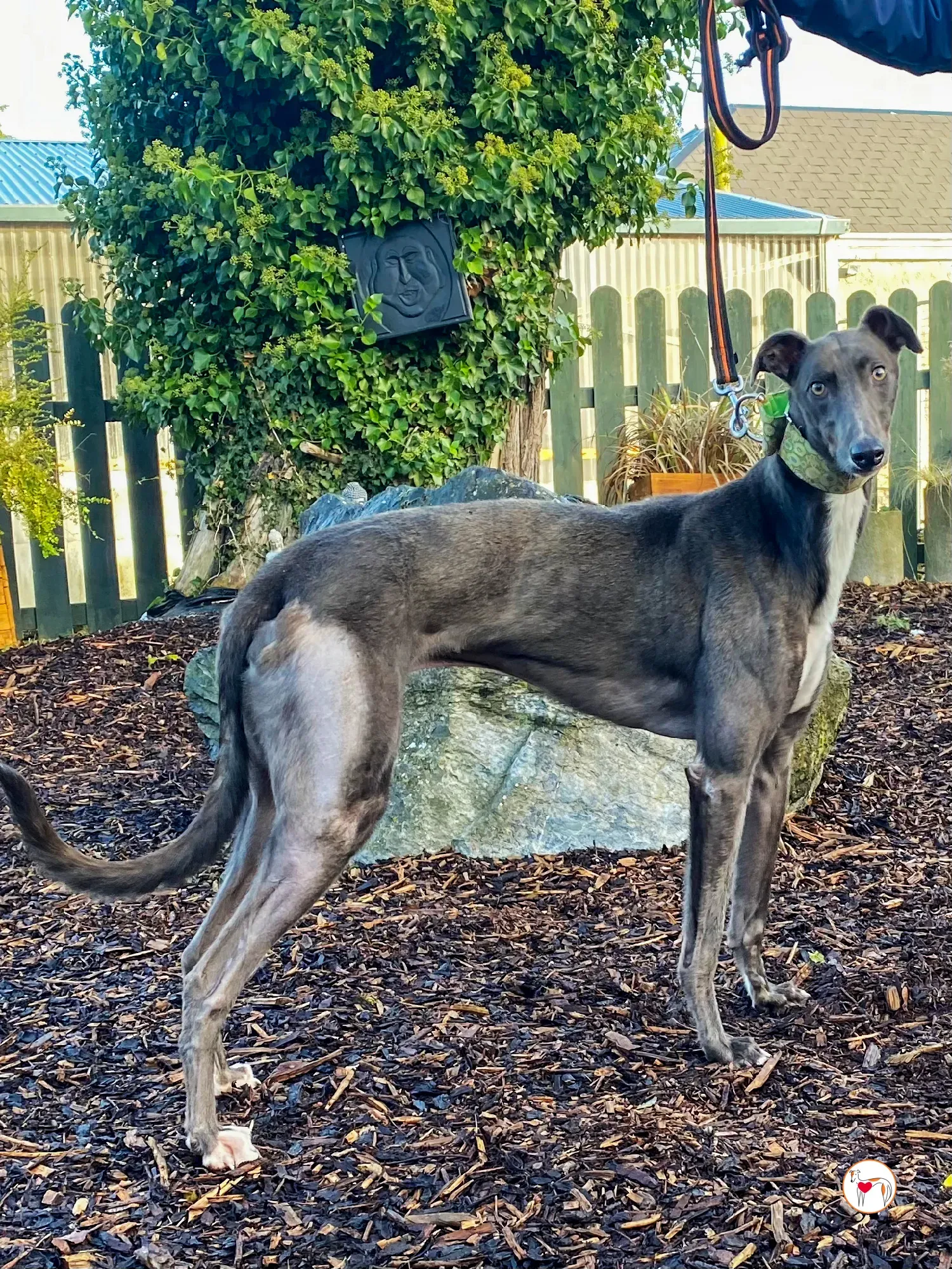 lyles grey adozione 03